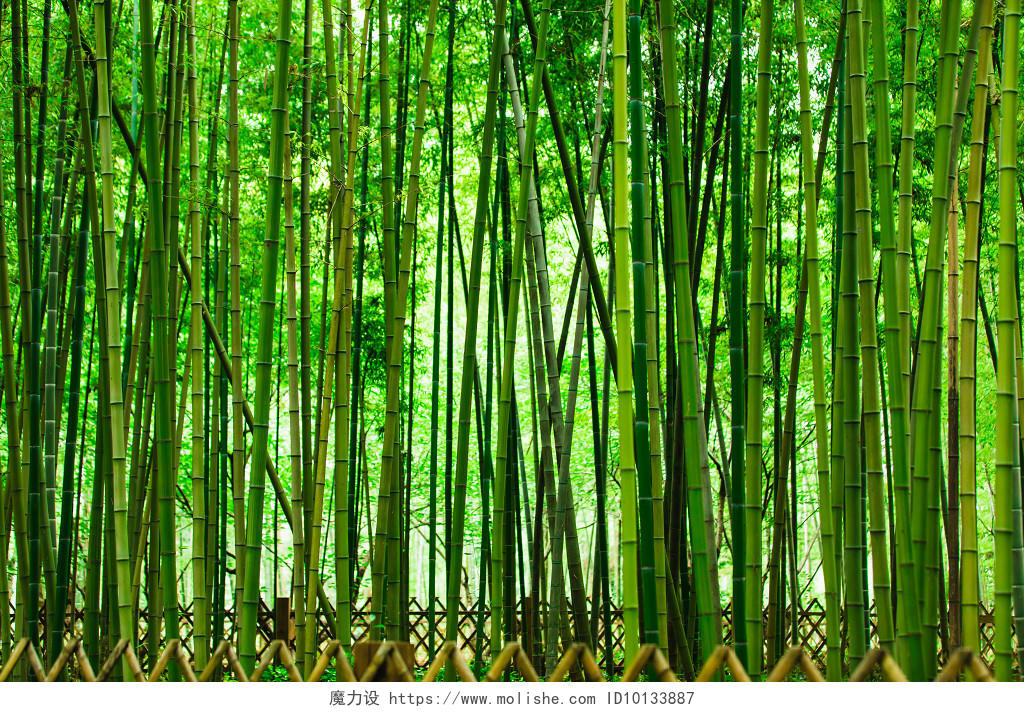 夏季绿色竹林竹海竹子图片
